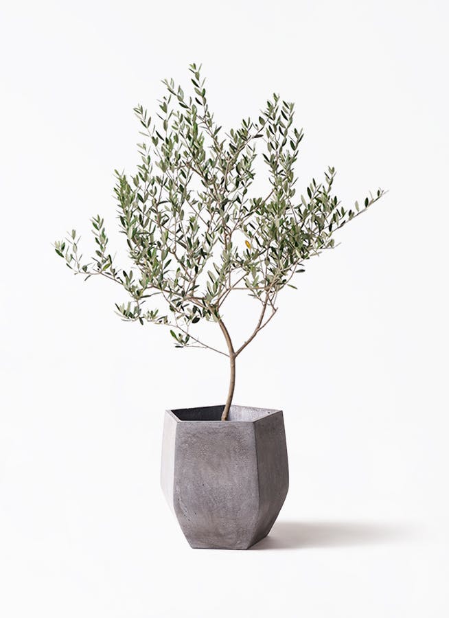 ［現品］29番　創樹　オリーブ　マンザニロ　7号　観葉植物　オリーブの木　人気 現品］29番 創樹 オリーブ マンザニロ 7号 観葉植物 オリーブの