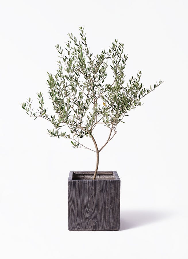 オリーブの木 マンザニロ | 観葉植物 | 送料無料でお届け - Hitohana