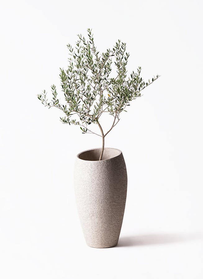 観葉植物 オリーブの木 8号 ハーディーズマンモス エコストーントール