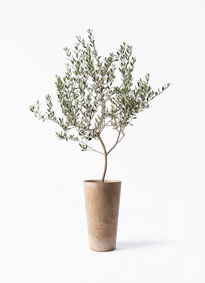 観葉植物 オリーブの木 8号 カヨンヌ アートストーン トールラウンド