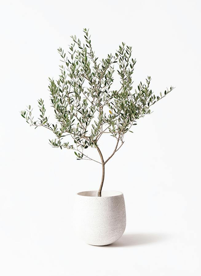 観葉植物 オリーブの木 8号 カヨンヌ エコストーンwhite 付き / 小倉園
