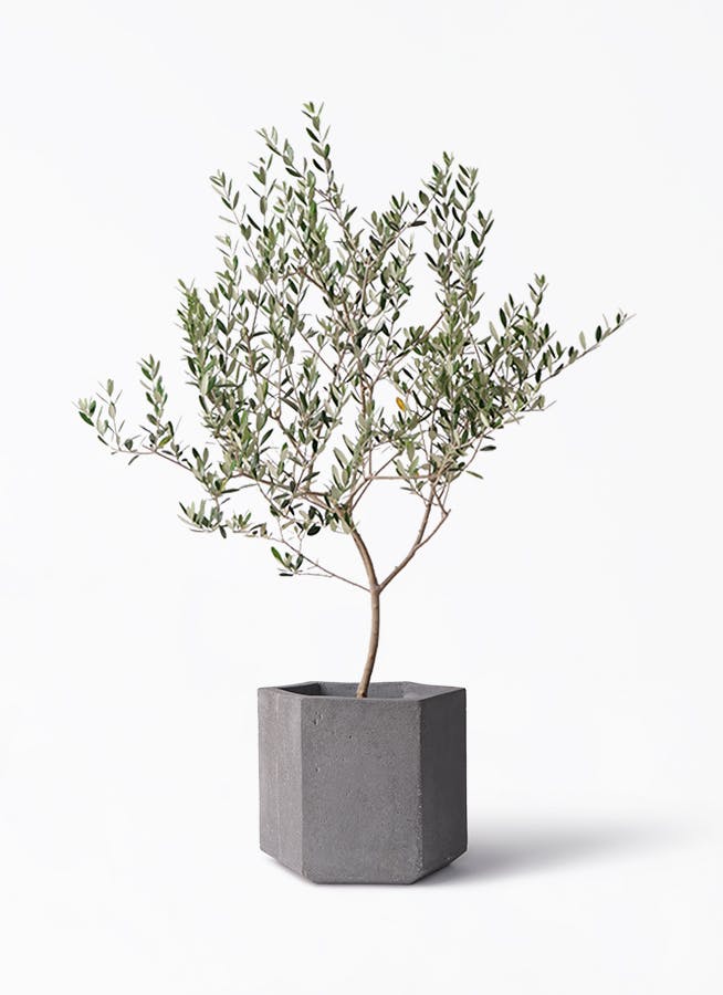 観葉植物 オリーブの木 8号 マンザニロ コーテス ヘックス 灰 付き