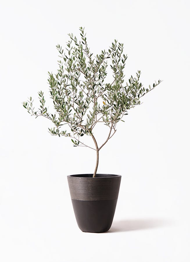 観葉植物 オリーブの木 8号 ワンセブンセブン ジュピター 黒 付き