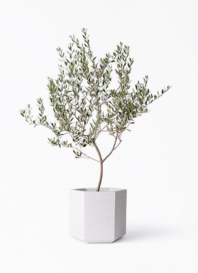 観葉植物 フィカス ベンジャミン 8号 バロック コーテス ヘックス