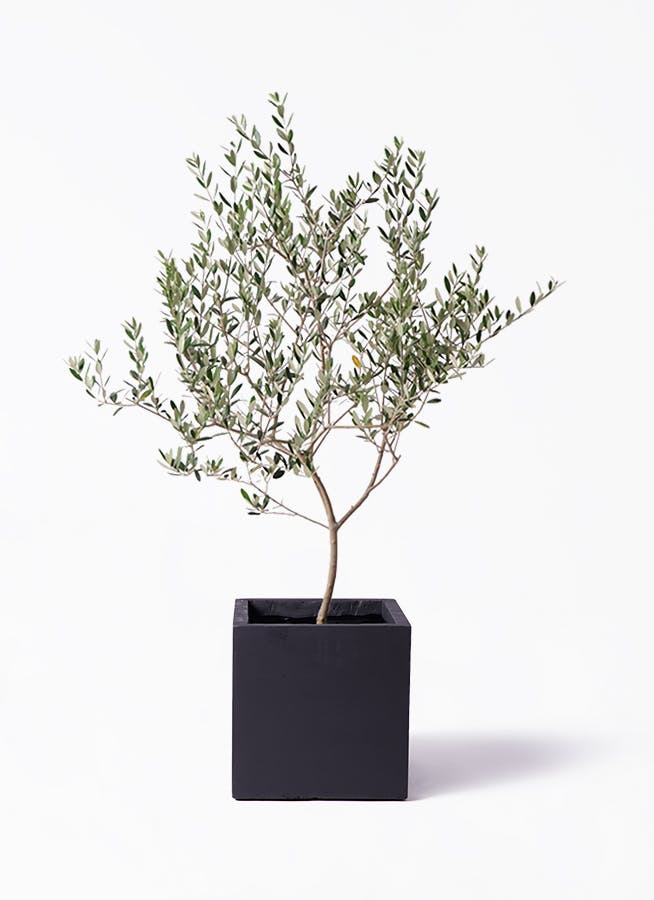 オリーブの木 マンザニロ | 観葉植物 | 送料無料でお届け - Hitohana