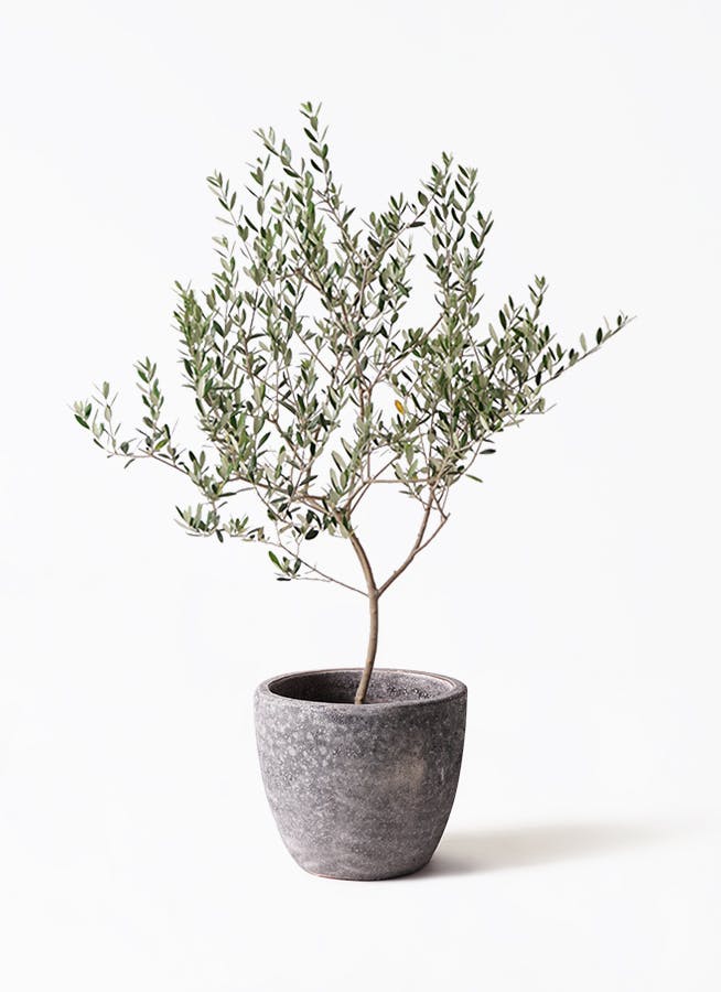 オリーブの木 マンザニロ | 観葉植物 | 送料無料でお届け - Hitohana