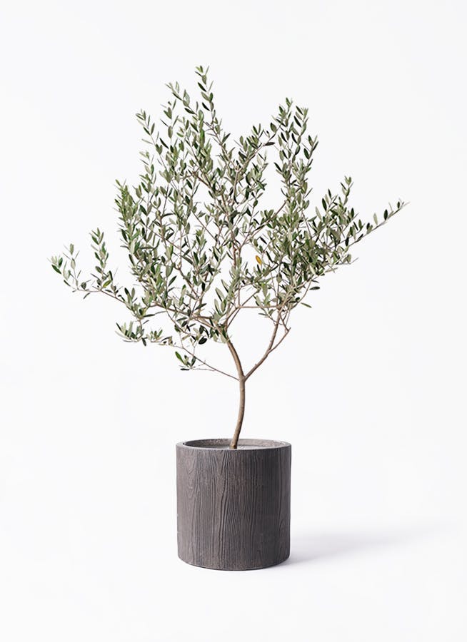観葉植物 オリーブの木 8号 創樹 アルファ シリンダープランター