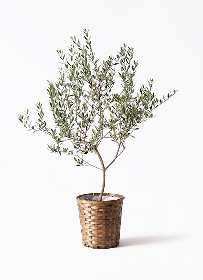 観葉植物 フィロデンドロン 8号 セローム ヒトデカズラ 根あがり 竹