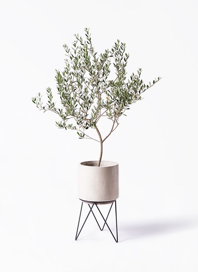 オリーブの木 マンザニロ | 観葉植物 | 送料無料でお届け - Hitohana