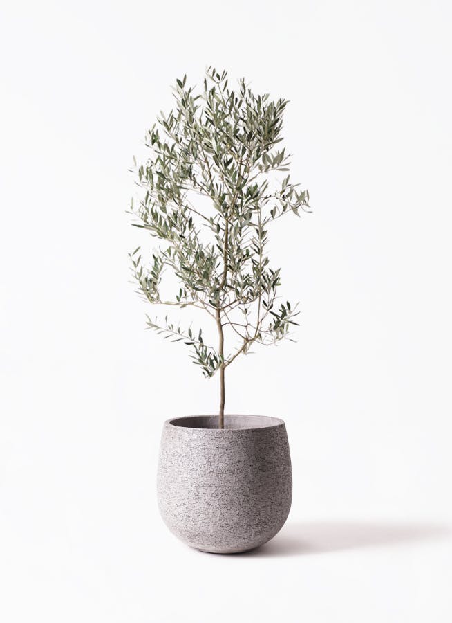 オリーブ (ミッション）　--olive　オリーヴ-- 人気・直立型】ミッション（オリーブの木）〈シンボル向き