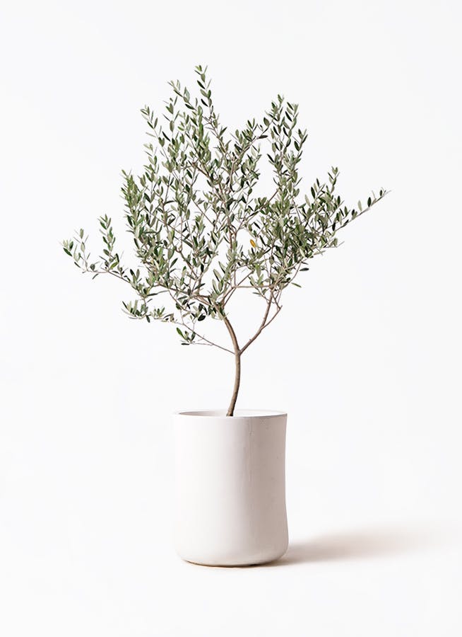観葉植物 オリーブの木 8号 デルモロッコ バスク ミドル ホワイト 付き