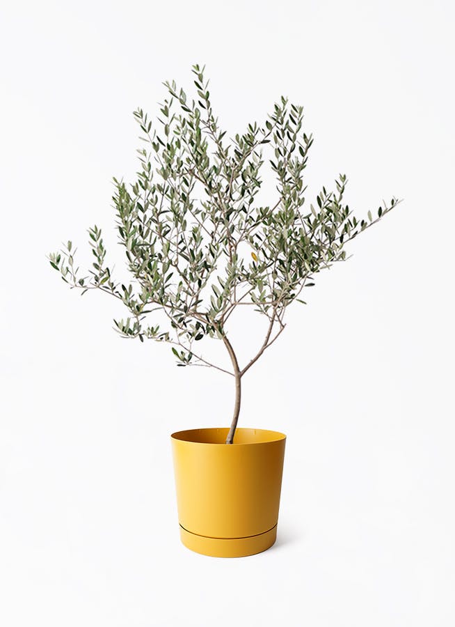 観葉植物 シェフレラ（カポック） 8号 斑入り 朴 プラスチック鉢
