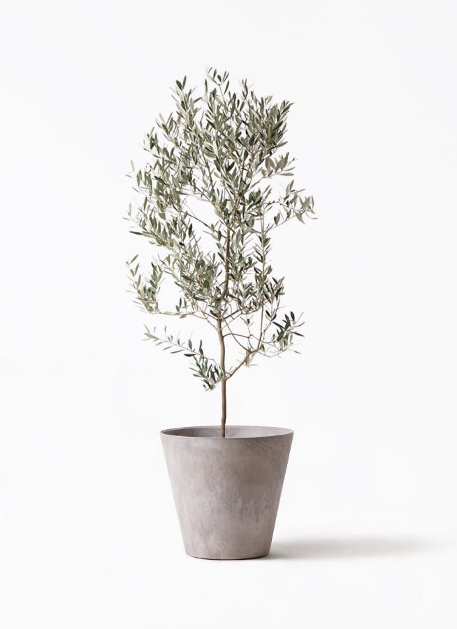 観葉植物 オリーブの木 10号 ミッション アートストーン ラウンド
