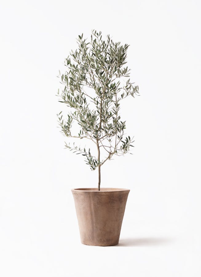 観葉植物 オリーブの木 10号 ミッション ルーガ アンティコ