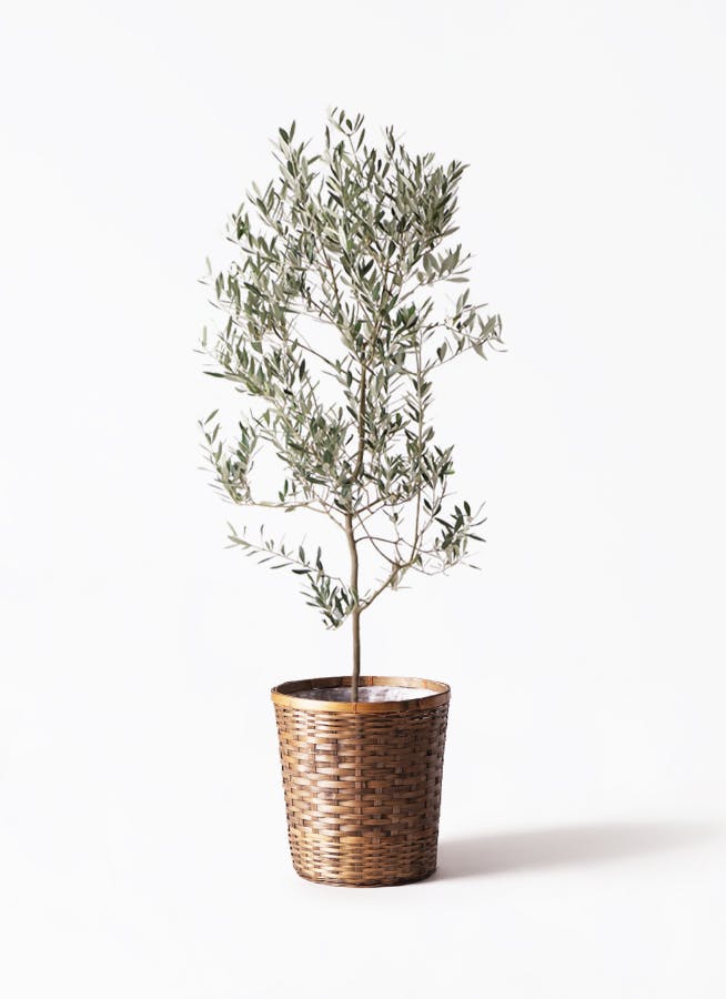 オリーブの木　ミッションA 観葉植物 オリーブの木 10号 ミッション 竹バスケット 付き