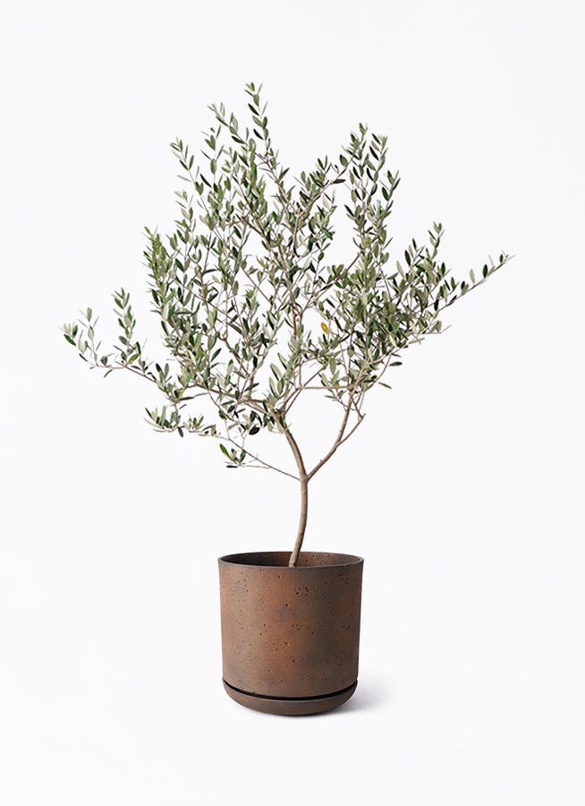 オリーブの木 マンザニロ | 観葉植物 | 送料無料でお届け - Hitohana