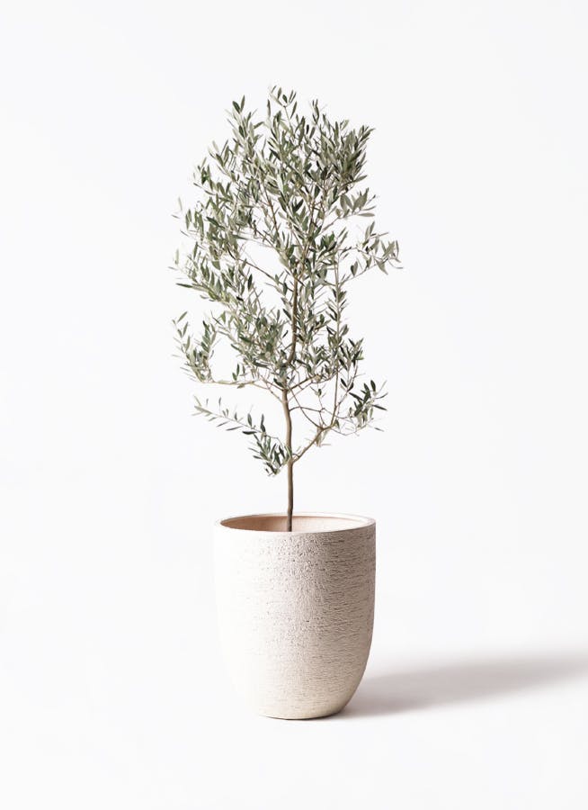 観葉植物 オリーブの木 10号 ミッション ビアスアルトエッグ 白 付き