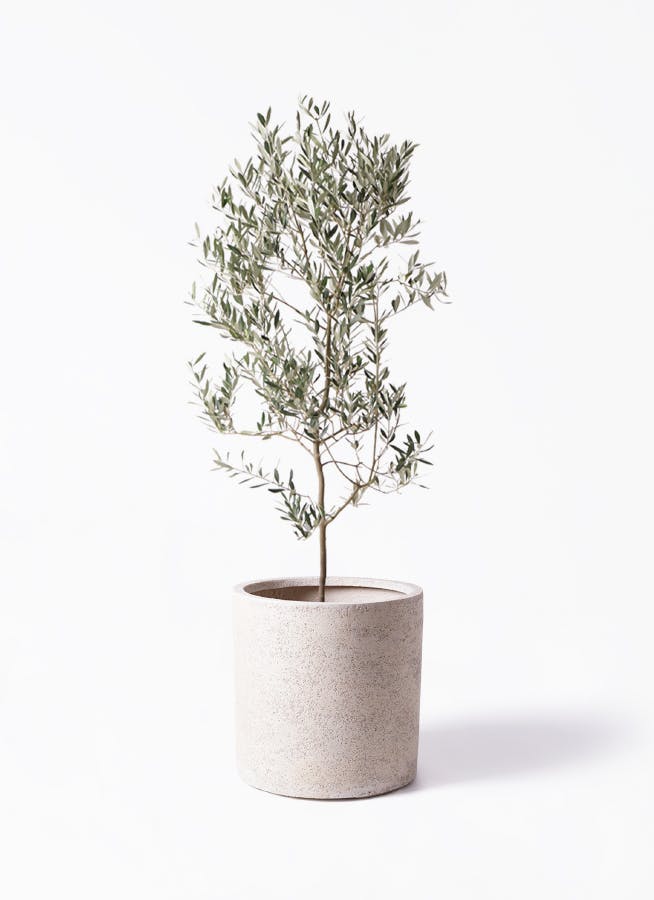 観葉植物 カポック（シェフレラ） 10号 ノーマル サンディ シリンダー