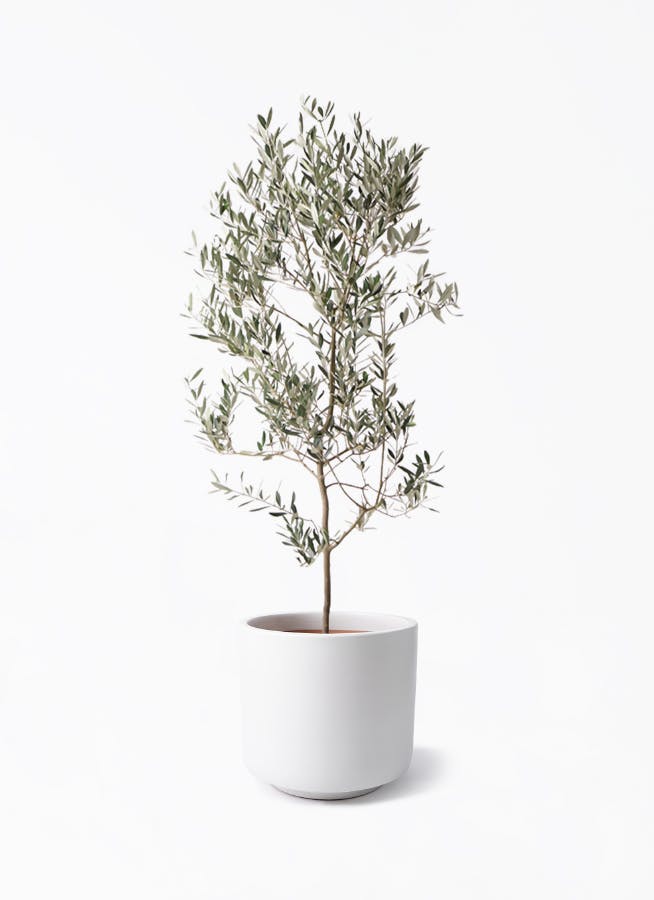 観葉植物 オリーブの木 10号 ピクアル ビトロ エンデカ マット白釉