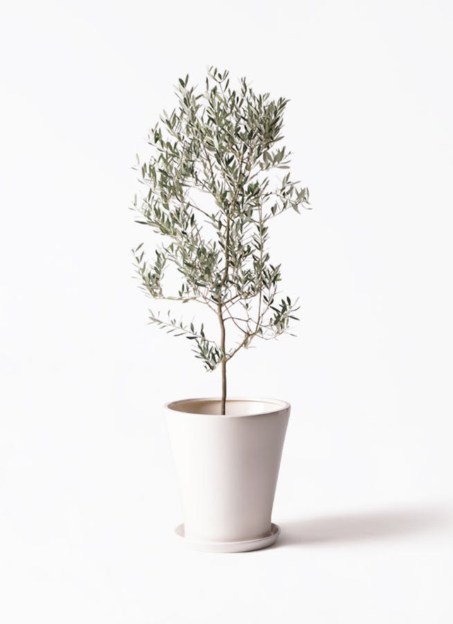 オリーブの木　ミッション　10号　約180cm　K-285　人気品種　現品掲載 観葉植物 オリーブの木 10号 ミッション サブリナ 白 付き / 小倉園