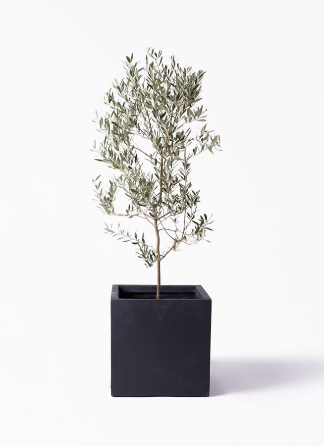 小倉園のオリーブ ミッション | 観葉植物通販HitoHana(ひとはな)