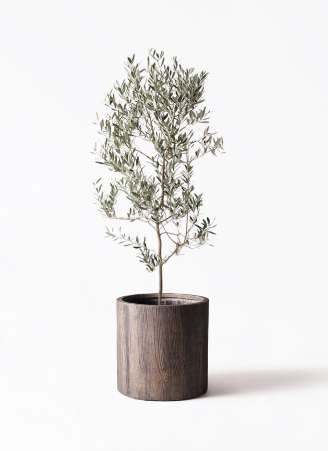 小倉園のオリーブ ミッション | 観葉植物通販HitoHana(ひとはな)