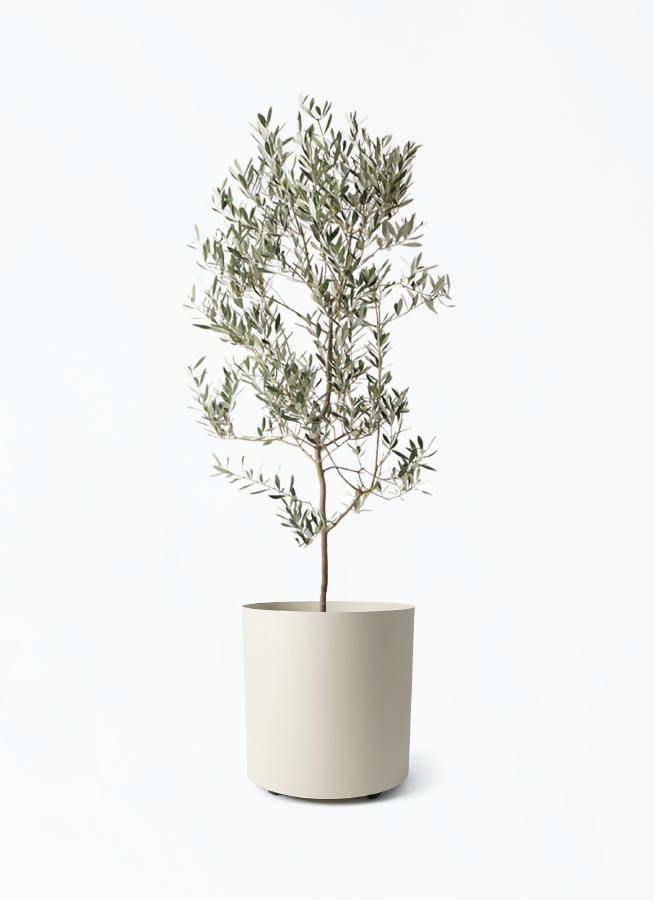 小倉園のオリーブ ミッション | 観葉植物通販HitoHana(ひとはな)