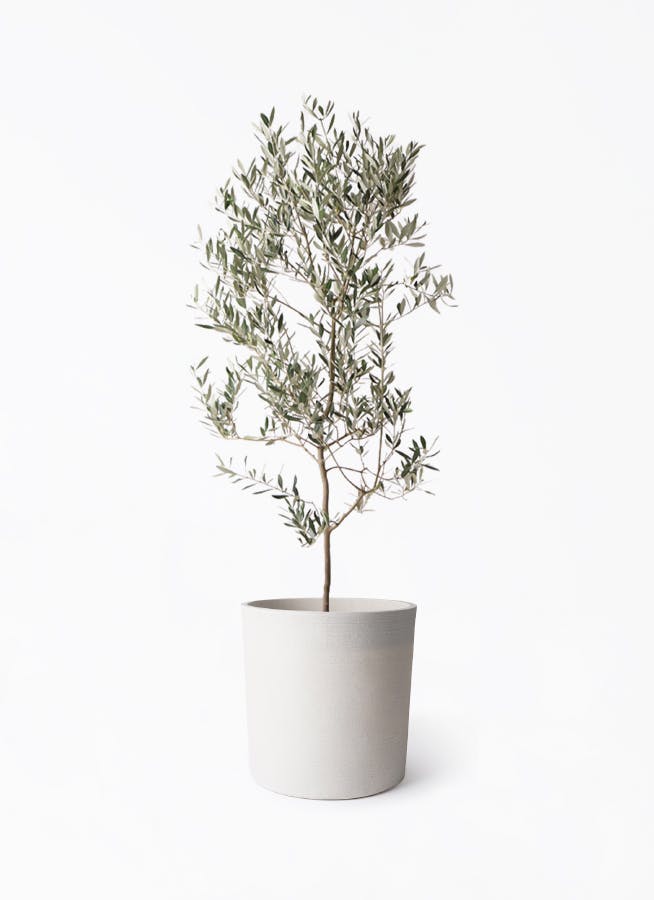 観葉植物 オリーブの木 10号 ミッション ソンク シリンダー ホワイト