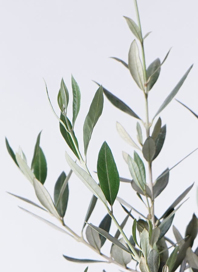 オリーブページ 観葉植物 オリーブの木 8号 ピクアル アルファ シリンダー