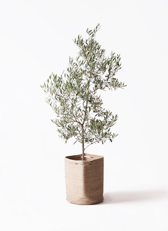 観葉植物 コルディリネ ストリクタ 10号 リブバスケットNatural 付き