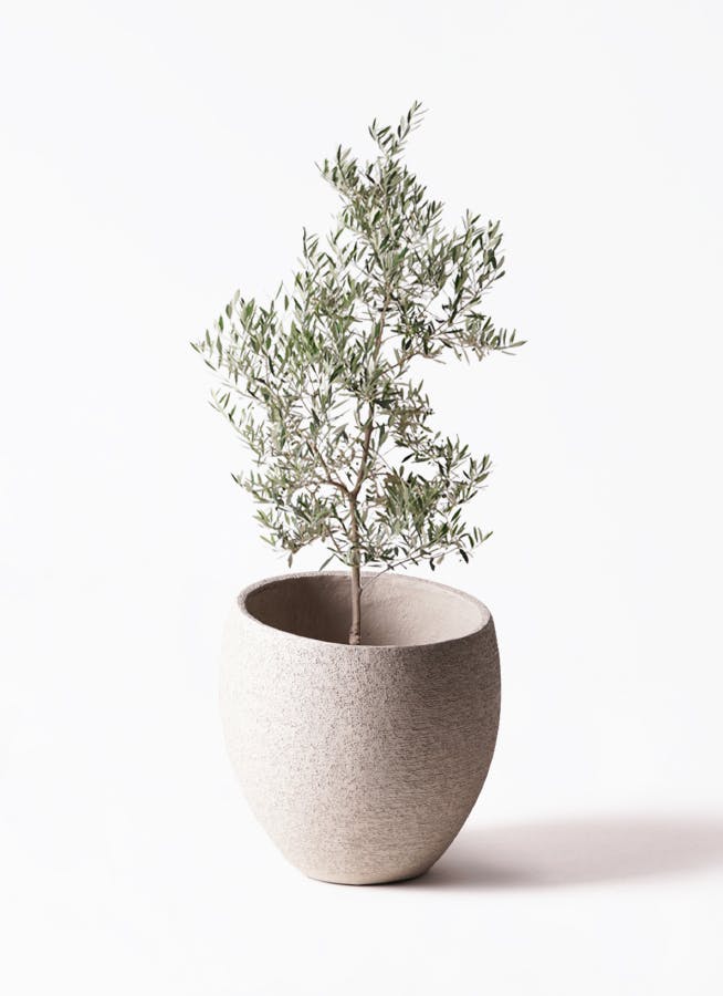 オリーブの木 ピクアル | 観葉植物 | 送料無料でお届け