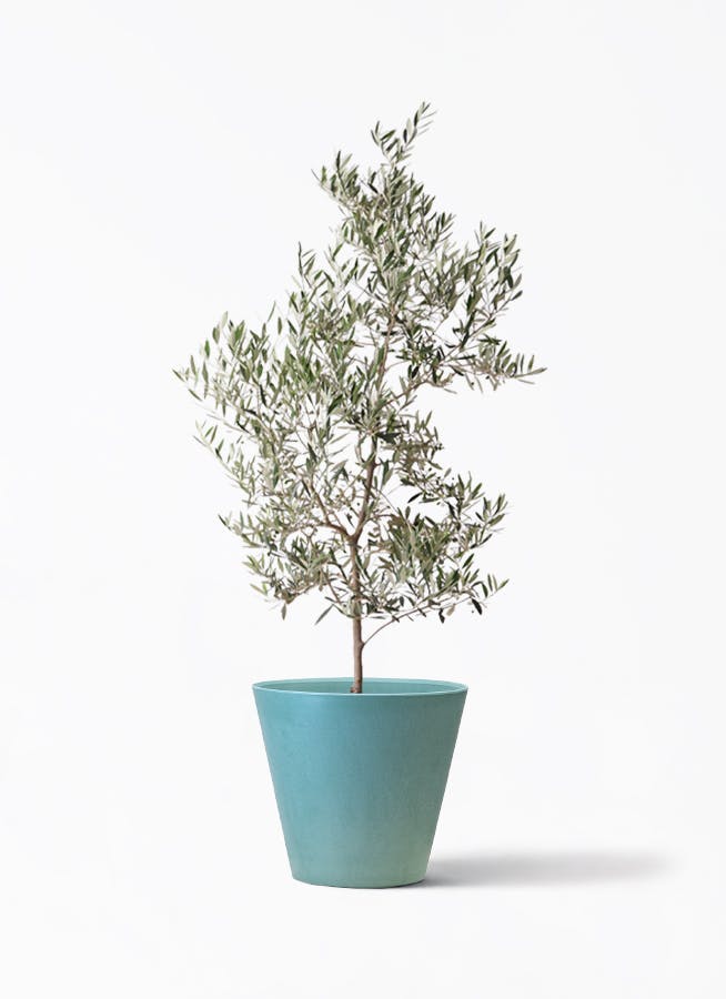 観葉植物 オリーブの木 10号 レッチーノ アートストーン ラウンド