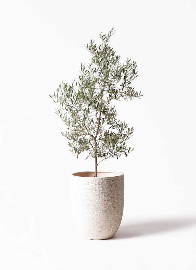 観葉植物 オリーブの木 10号 ピクアル ビアスアルトエッグ 白 付き