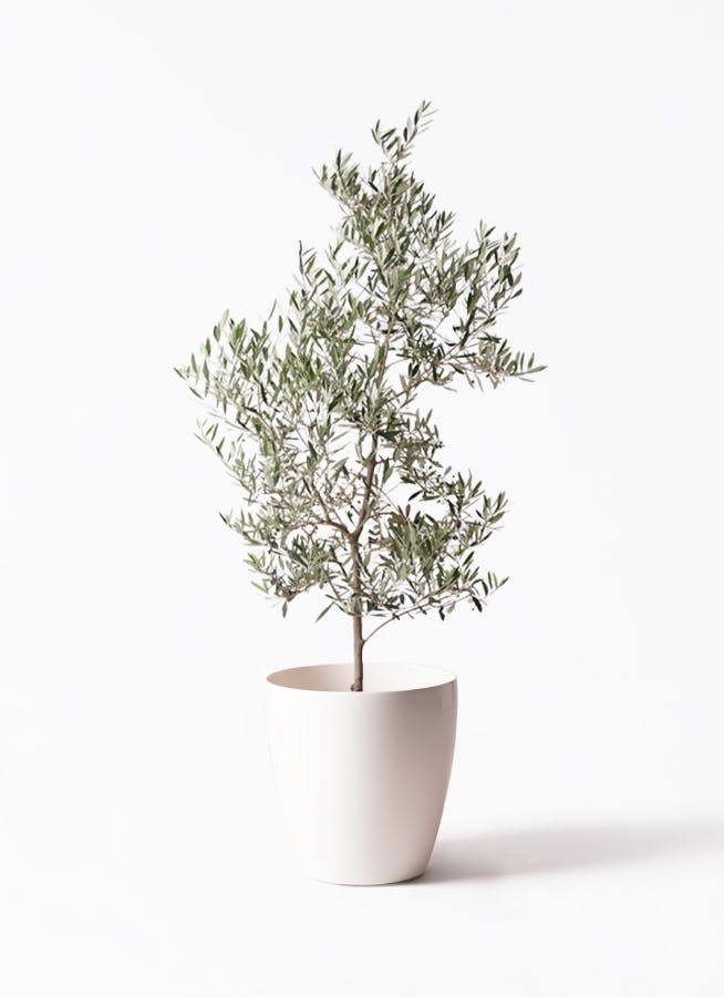 オリーブの木 ピクアル | 観葉植物 | 送料無料でお届け - Hitohana