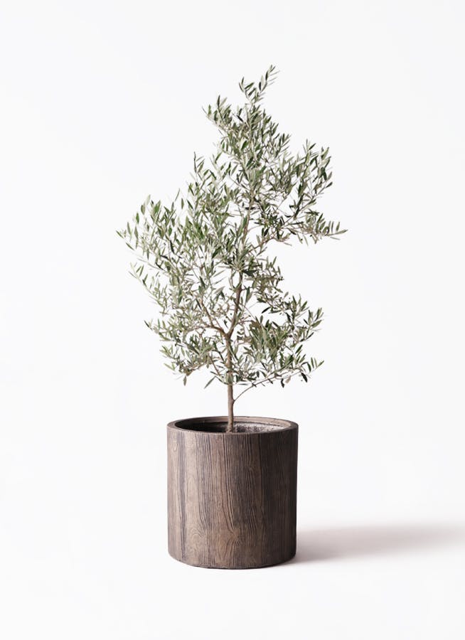 オリーブの木 ピクアル | 観葉植物 | 送料無料でお届け