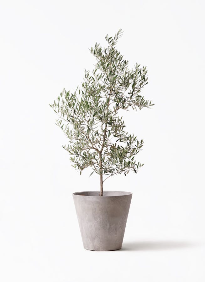 オリーブの木 ピクアル | 観葉植物 | 送料無料でお届け - Hitohana