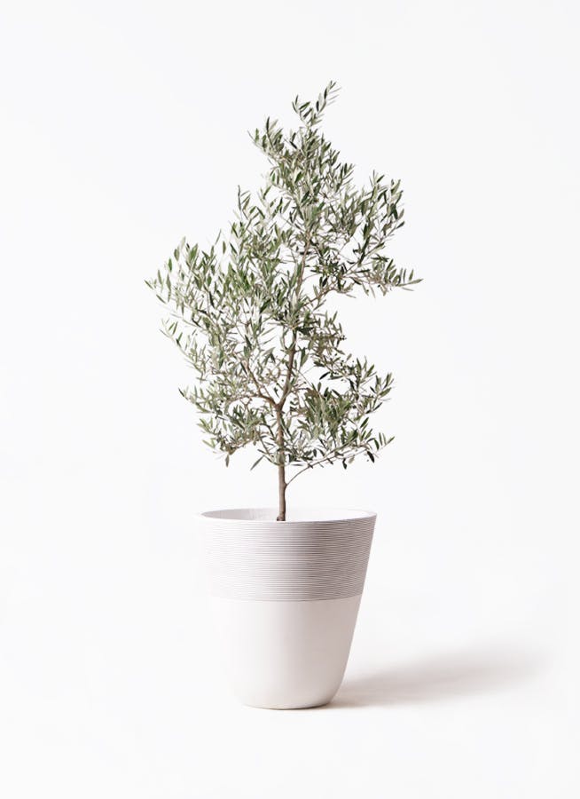 観葉植物 オリーブの木 10号 ピクアル ジュピター 白 付き / 小倉園