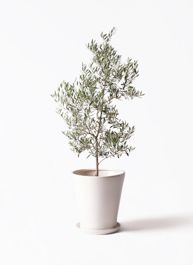 観葉植物 オリーブ 10号 レッチーノ サブリナ 白 付き | 観葉植物なら