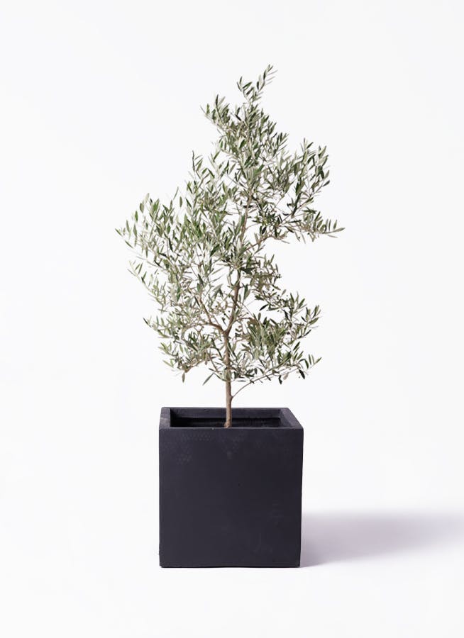 観葉植物 ユッカ 10号 斑入り ベータ キューブプランター 黒 付き