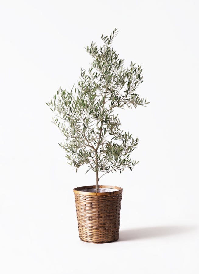 観葉植物 オリーブ 10号 創樹 竹バスケット 付き | 観葉植物なら