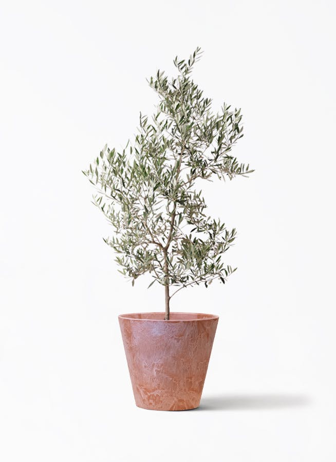オリーブの木　ピクアル　10号　約155cm　NO.610　人気品種　現品掲載 観葉植物 オリーブの木 10号 ピクアル アートストーン ラウンド TERRA