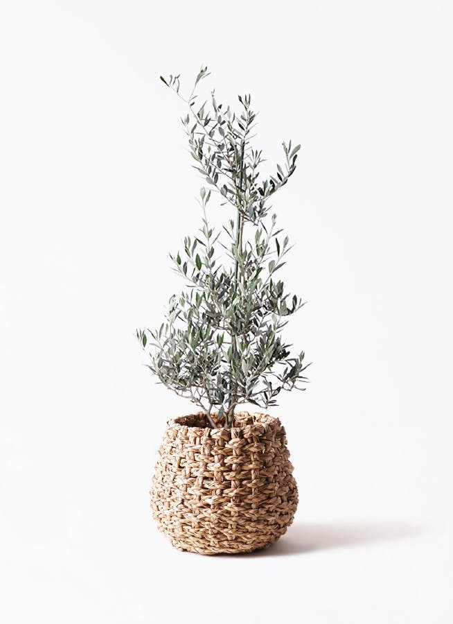 観葉植物 オリーブの木 8号 カヨンヌ ラッシュバスケット Natural 付き