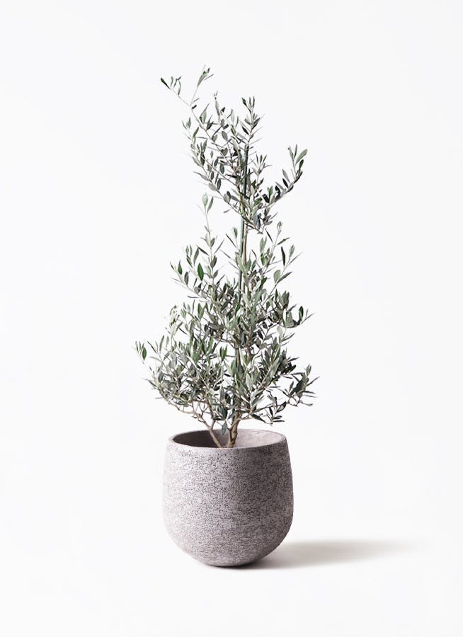 オリーブの木　ピクアル　8号　約120cm　NO.918　人気品種　現品掲載 観葉植物 オリーブの木 8号 ピクアル プラスチック鉢 | 観葉植物なら