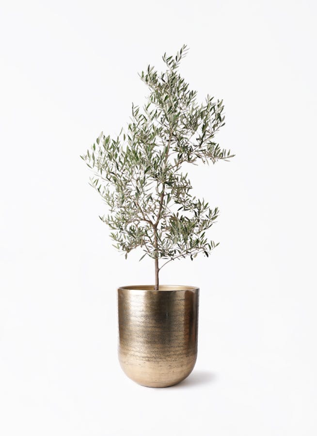 オリーブの木 ピクアル | 観葉植物 | 送料無料でお届け - Hitohana