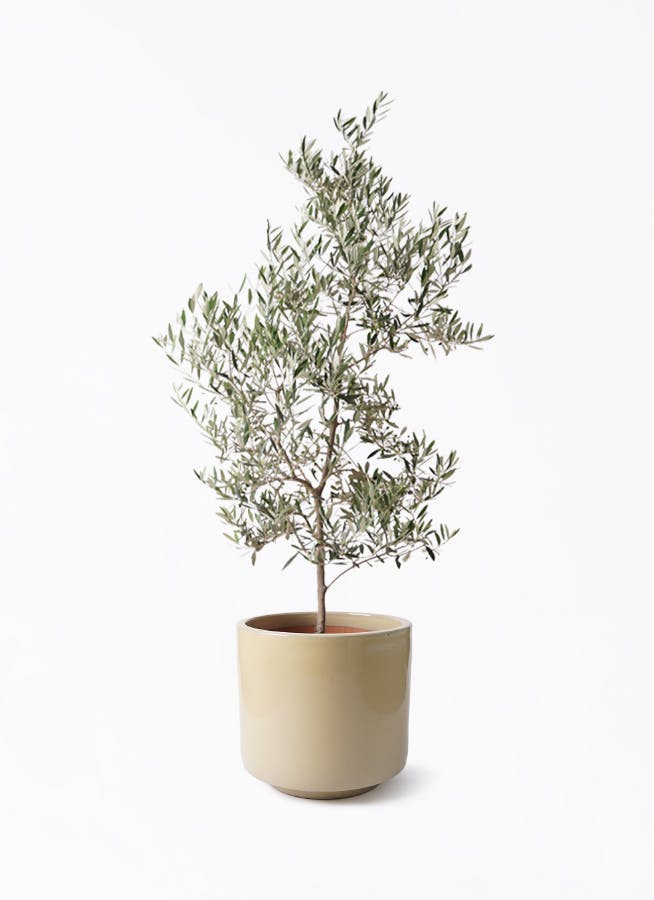 小倉園のオリーブ ピクアル | 観葉植物通販HitoHana(ひとはな)