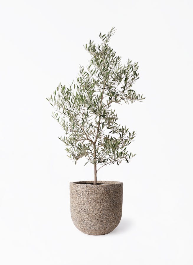 小倉園のオリーブ ピクアル | 観葉植物通販HitoHana(ひとはな)