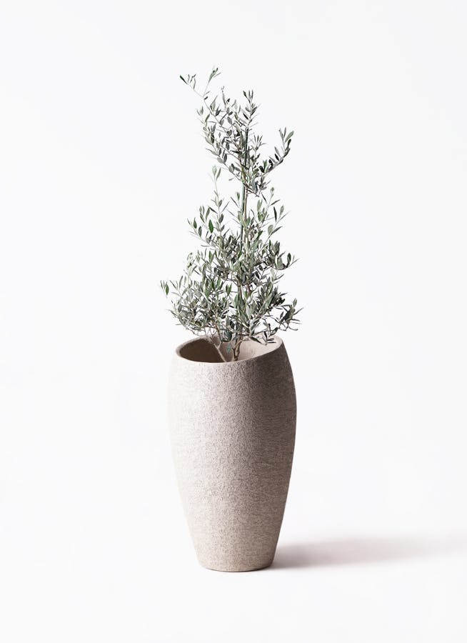観葉植物 オリーブの木 8号 コラティーナ (コラチナ) エコストーン