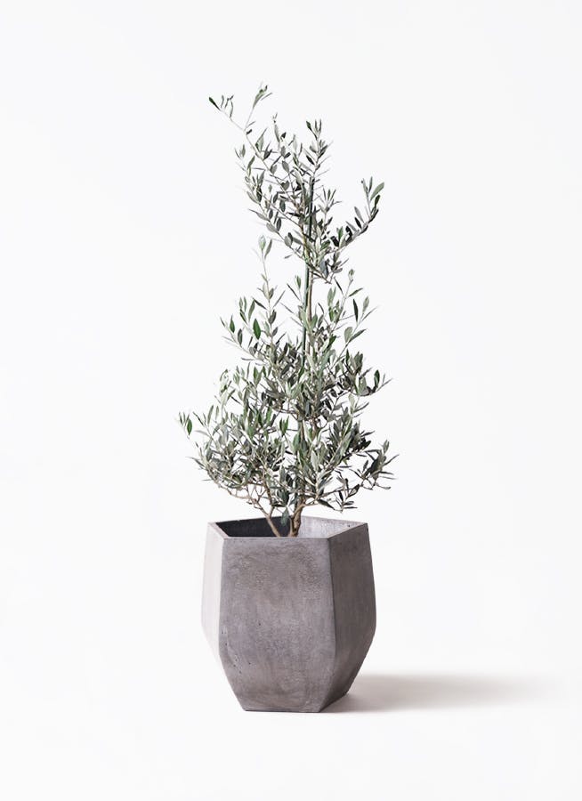 観葉植物 オリーブの木 8号 マンザニロ ファイバークレイ Gray 付き
