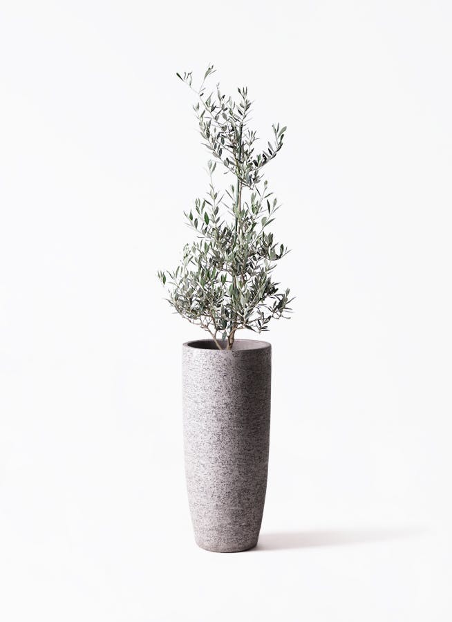 観葉植物 ウンナンシュロチク 8号 Eco Stone（エコストーン） トール