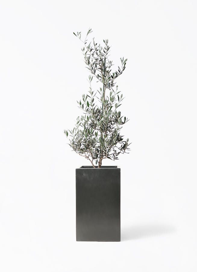 観葉植物 オリーブ 8号 アルベキーナ セドナロング 墨 付き | 観葉植物